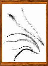 Emu Feathers (Click to enlarge)
